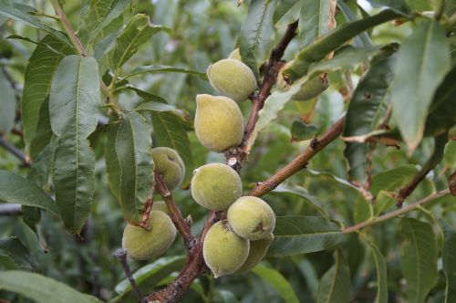almond tree tree almonds