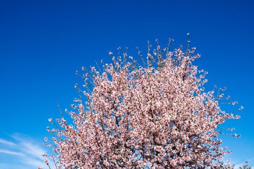 almond tree almond spring
