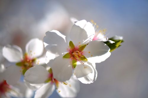 almond tree flower fruit tree