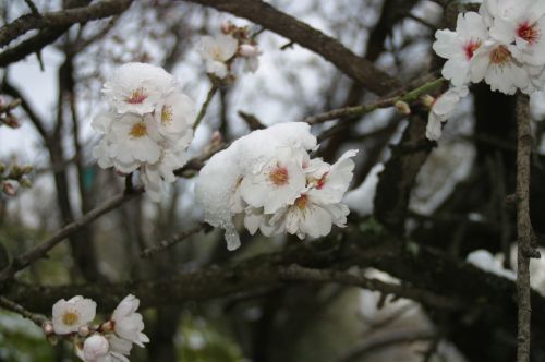 almond tree flower snow