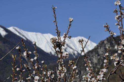 almond tree flowers snow