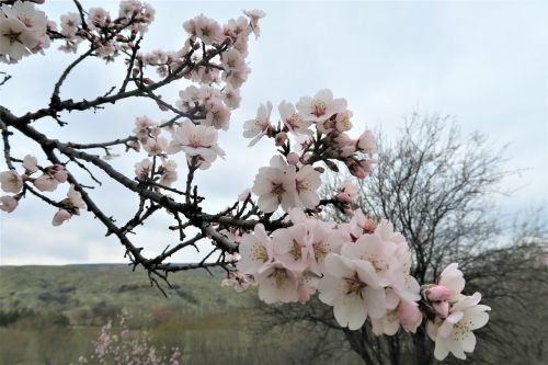 almond tree branch tree