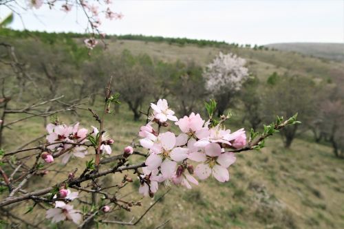 almond tree flower tree