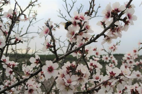 almond tree tree flower