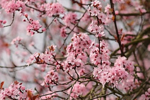 almond tree  mandelbaeumchen  flowers