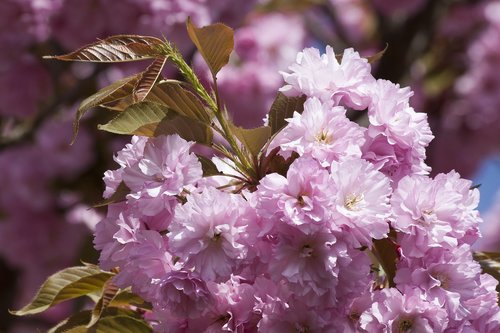 almond tree  flower  plant