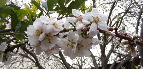 almond tree  flower  flowering