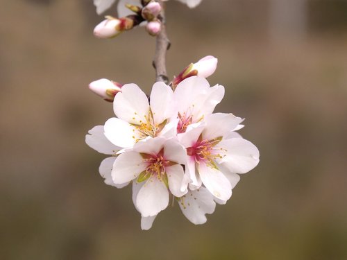 almond tree  flower  almond tree in blossom