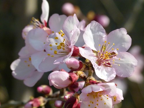 almond tree  flower  knob