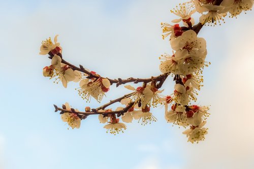 almond tree  flowers  spring