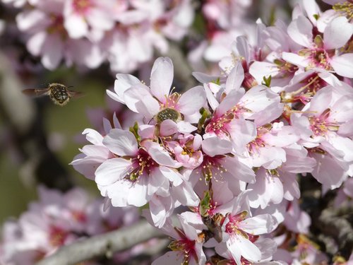 almond tree  flower  bee