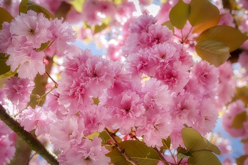 almond tree  blossom  bloom