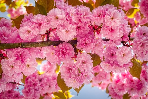 almond tree  blossom  bloom