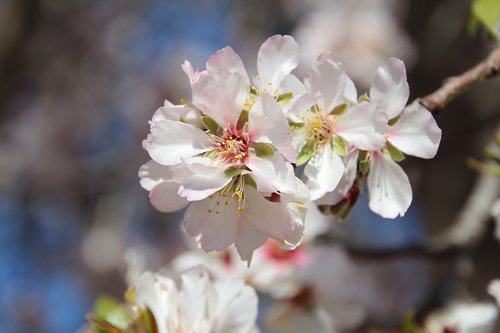 almond tree  spring  flower