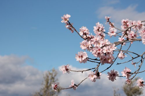 almond tree  flowering  flowers