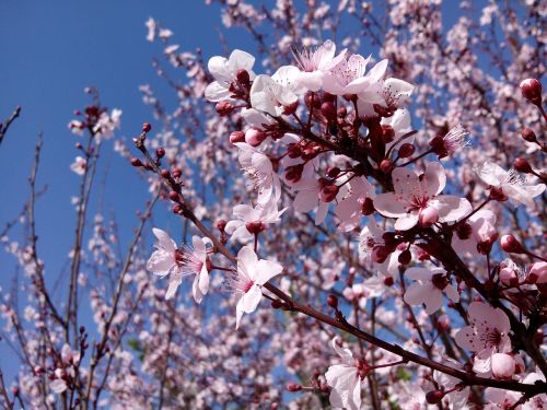 almond tree branches flower