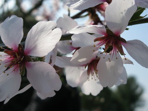 almond tree flower  winter  nature