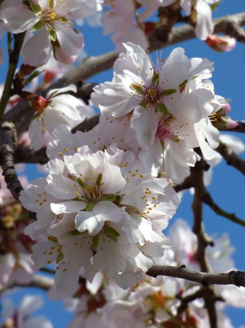 almond tree in blossom flowers florir