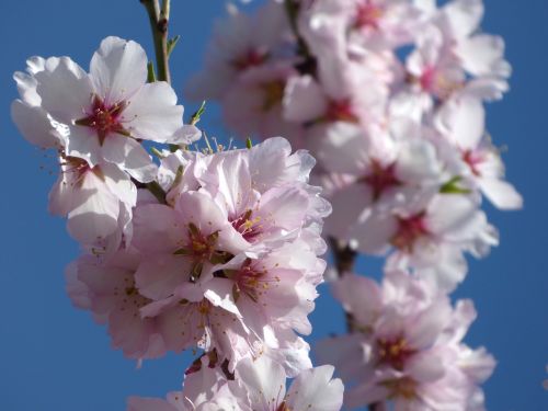 almond tree in blossom flowery branch flowers