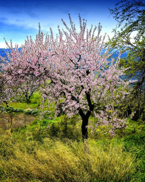 almond tree in blossom pink flowers spring