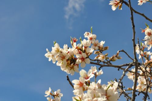 almond tree in blossom mediterranean countryside white flowers