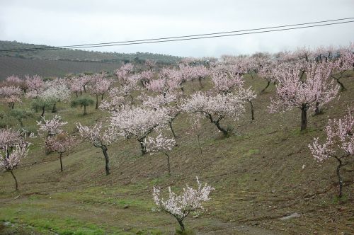 almond trees flower flowers