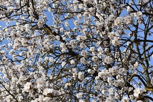 almond trees  almond tree  flower