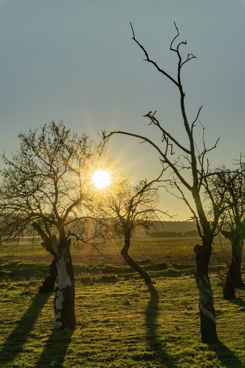 almond trees in winter  winter landscape  sunset