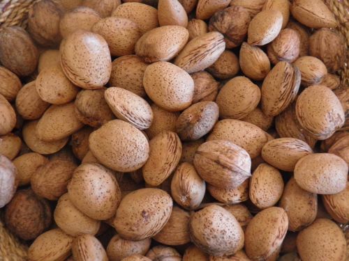 almonds harvest nuts