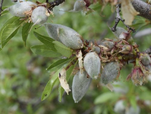 almonds agriculture nut