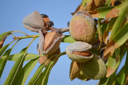 almonds maturation dried fruits