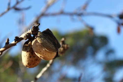 almonds  almond tree  tree