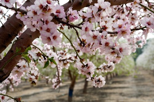 almonds  flowers  trees