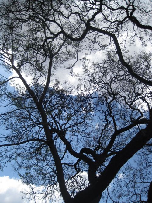 Almost Bare Jacaranda Tree