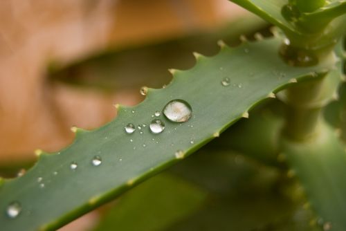 aloe plant rain