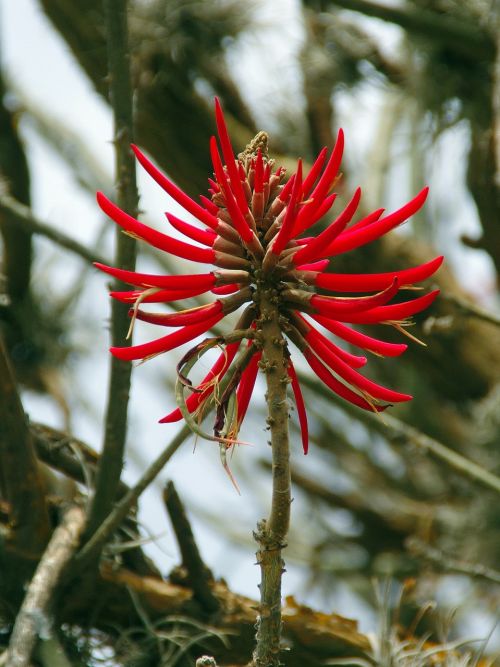 aloe red flower pompom