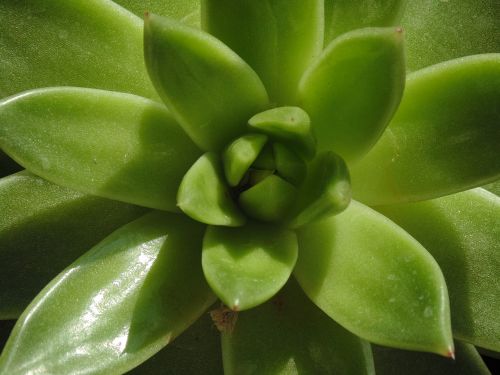 aloe green plant