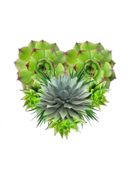 aloe heart plant