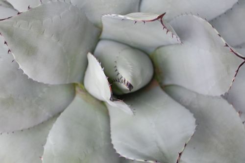 aloe desert plant cactus