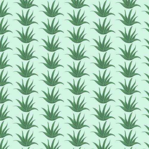 aloe plants pattern
