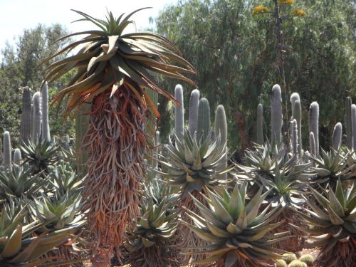 aloe cactus plant