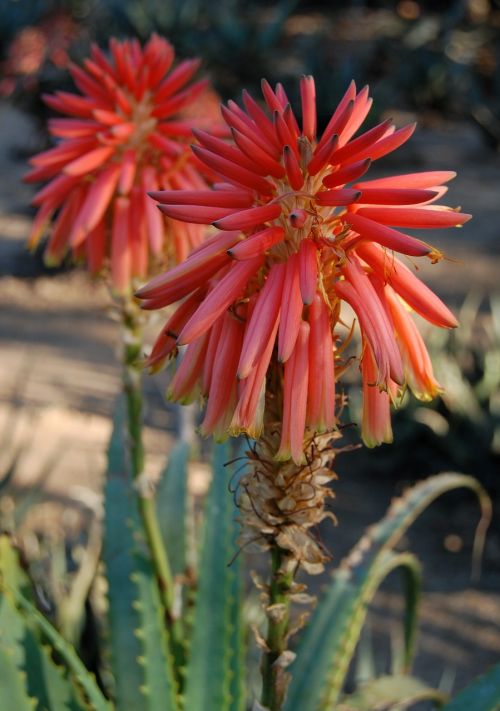 aloe flower nature