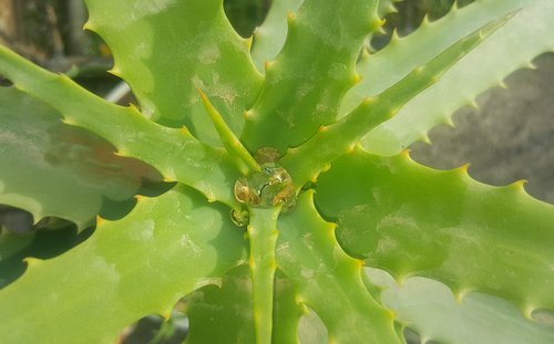 aloe  flower  green