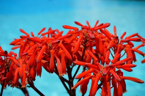aloe maculata flowers red
