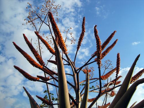 Aloe Plant Flowering