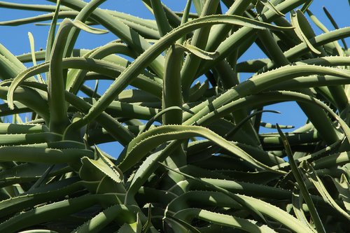 aloe tree  aloe barberae  green