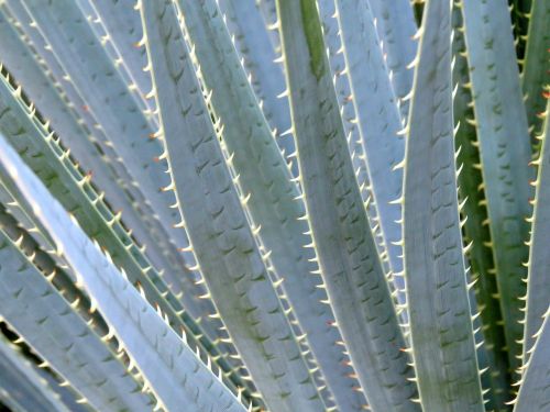 aloe vera plant arizona