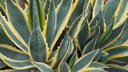 aloe vera fuerteventura plant