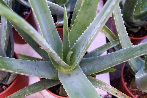 aloe vera plant healthy