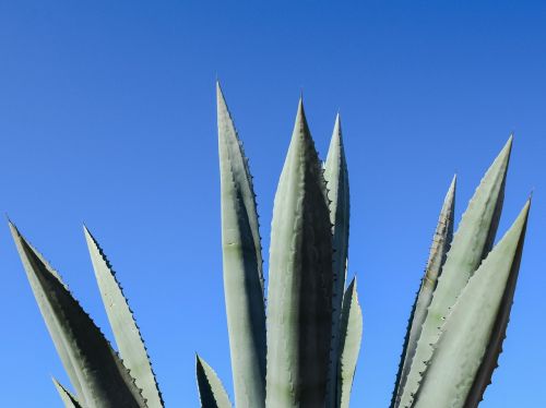 aloe vera plant cactus